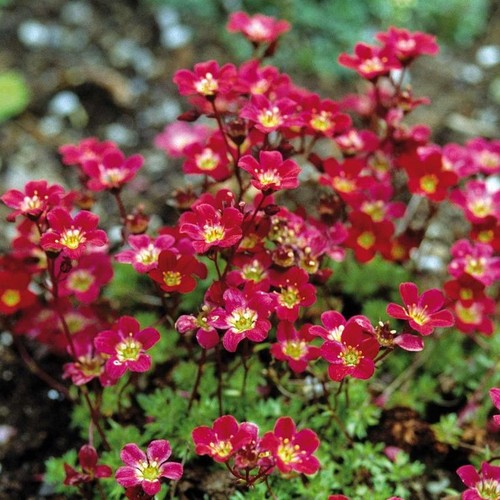 Evegreen saxifraga red - saxifraga,