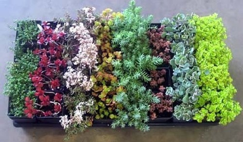 Sedum ice plant - ice,