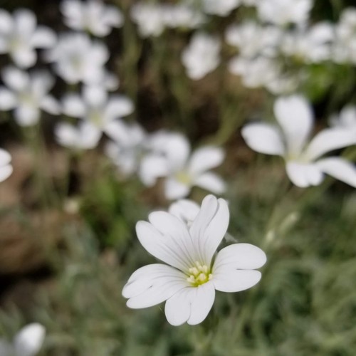 Cerastium tomentosum - , |