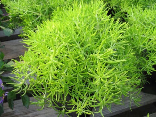 Sedum lemon coral - sedum, ‘lemon