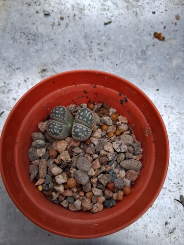 Lithops pebble stones - lithops,