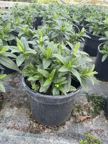 Cistus decumbens rock rose - decumbens,
