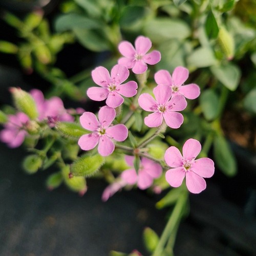 Saponaria ocymoides rock - ocymoides,