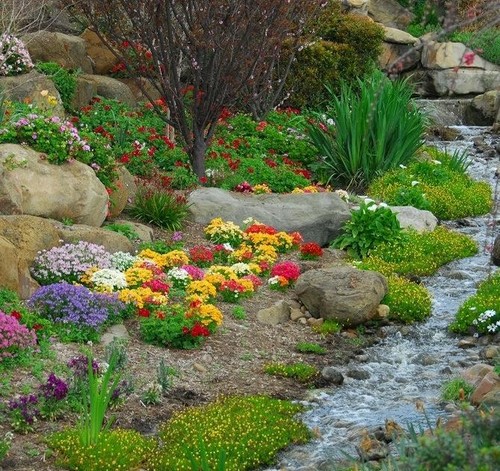 Rock garden mixed flowers - mixed,