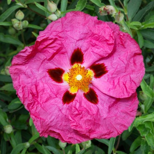 Cistus purpureus bushy - purpureus,