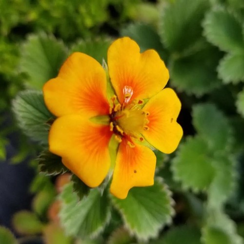 Potentilla tonguei rock - potentilla, |
