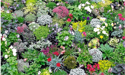Alpine rockery plant plants - rockery,
