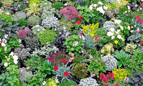 Alpine rockery plant plants - plant,
