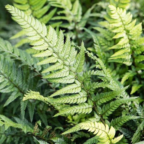 Polystichum tsussimense korean - tsussimense,