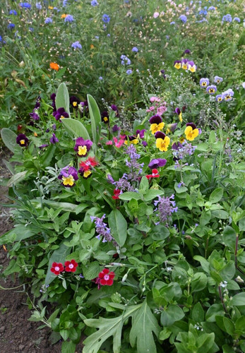 Special perennial mixture
