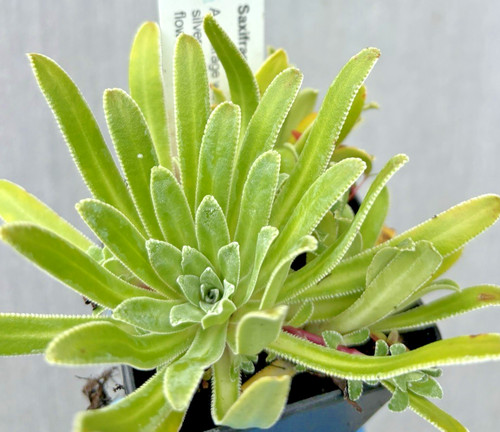 Saxifraga doctor ramsey - 'doctor, ramsey'