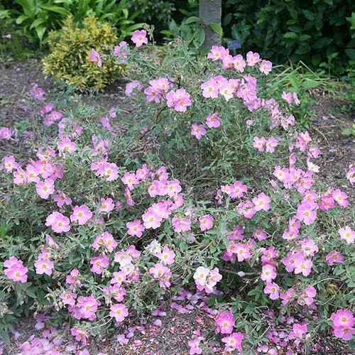 Cistus argenteus silver pink - x,