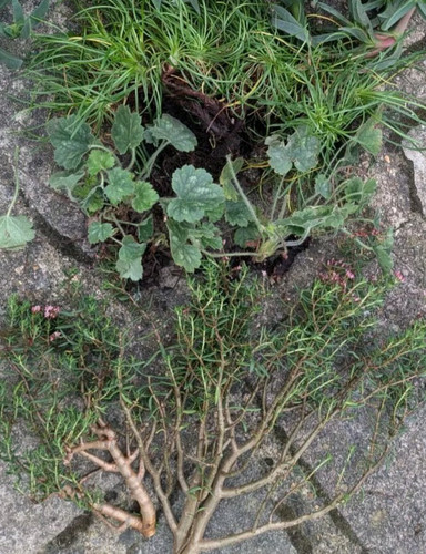 Alpine plants mix collection - alpine,