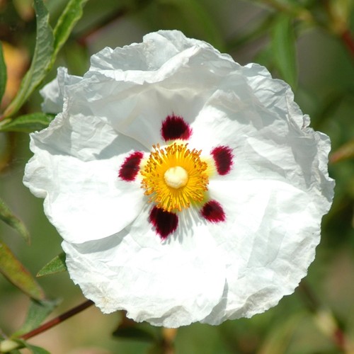 Cistus decumbens evergreen - cistus,
