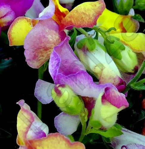 Plug plants snapdragon - 4,