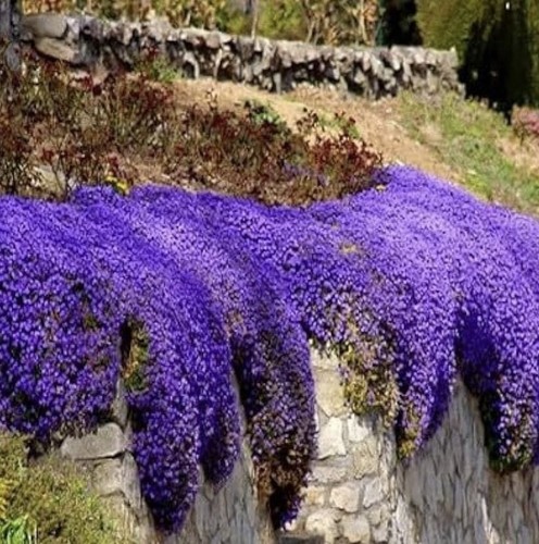 Rock cress cascade mix x12 - cress,