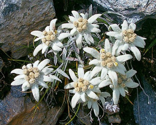 Russian edelweiss seeds - russian,