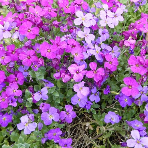 Mix aubrieta seeds ground - 50,