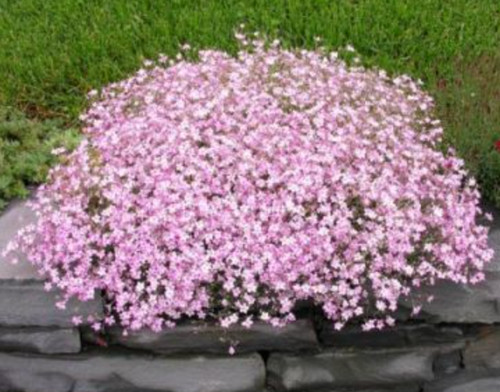 Gypsophila rose - rose,