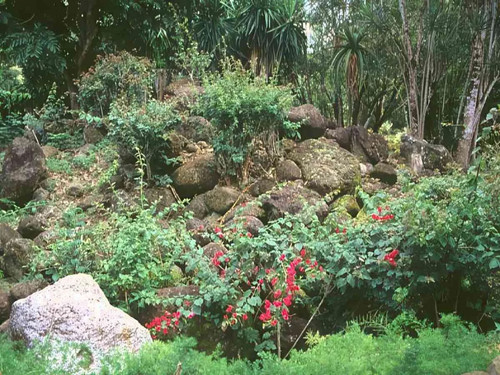 Flower rock garden - plants, a4
