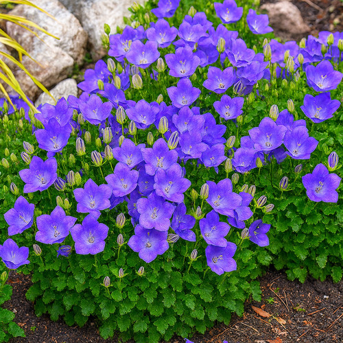 Rockery garden blue - rockery,