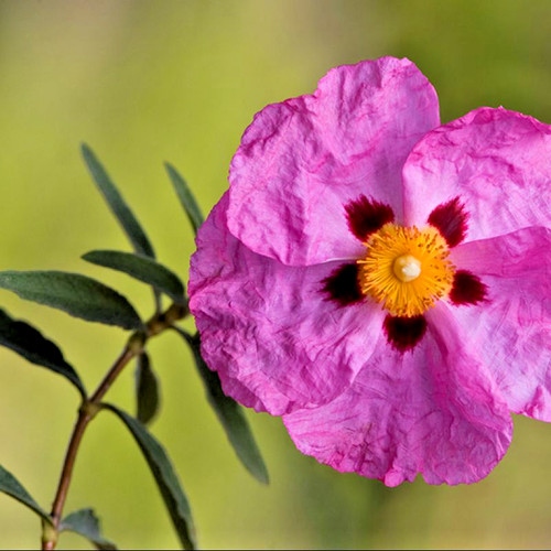 Cistus purpureus rock rose - cistus, x