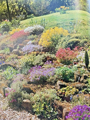 Alpine rockery plant plants - alpine,