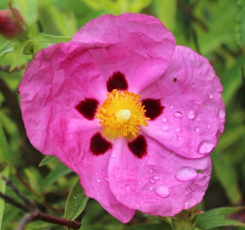 Cistus purpureus rock rose - rock, 3