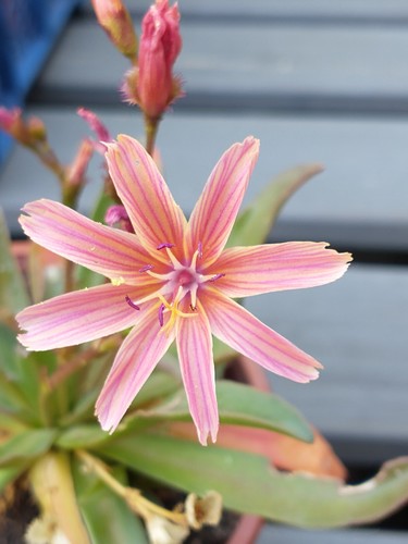 Outdoor succulent lewisia - outdoor,