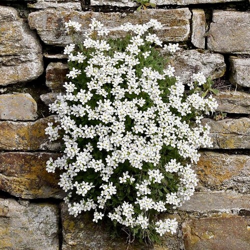 Arabis rock cress white - arabis,