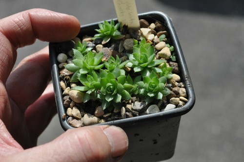 Jovibarba globifera ssp hirta - jovibarba,