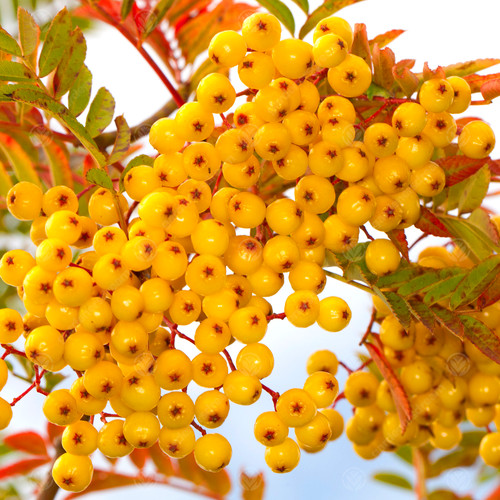 Sorbus joseph rock yellow - |,