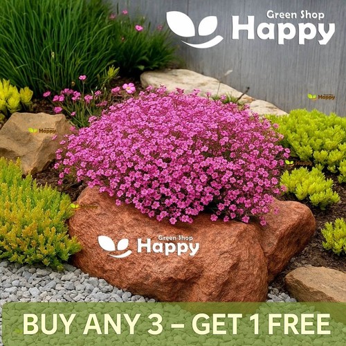 Gypsophila rose 750 seeds - rose,