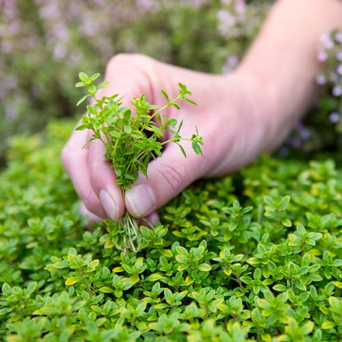Green creeping thyme seeds - green,